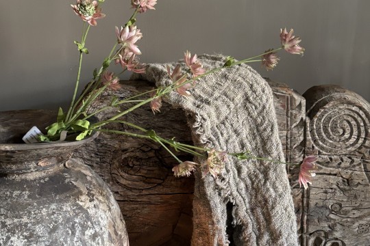 Astrantia Spray  
